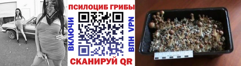 Галлюциногенные грибы Psilocybine cubensis  где найти наркотики  Инза 